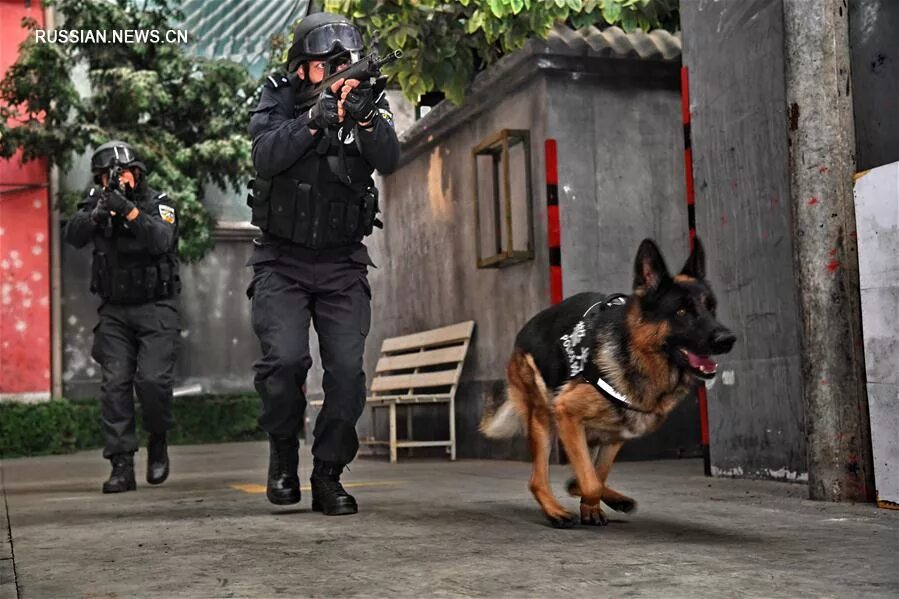 доберман американская полиция. K9 police овчарка. K-9 овчарка. полицейский с собакой. K9 police.