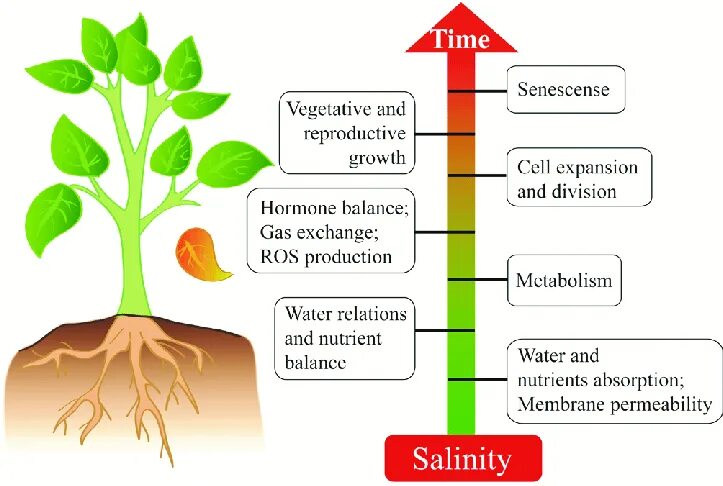Plant physiology. Физиология растений. Physiology of Plants Figure. Physiology of Plant growth and Development.