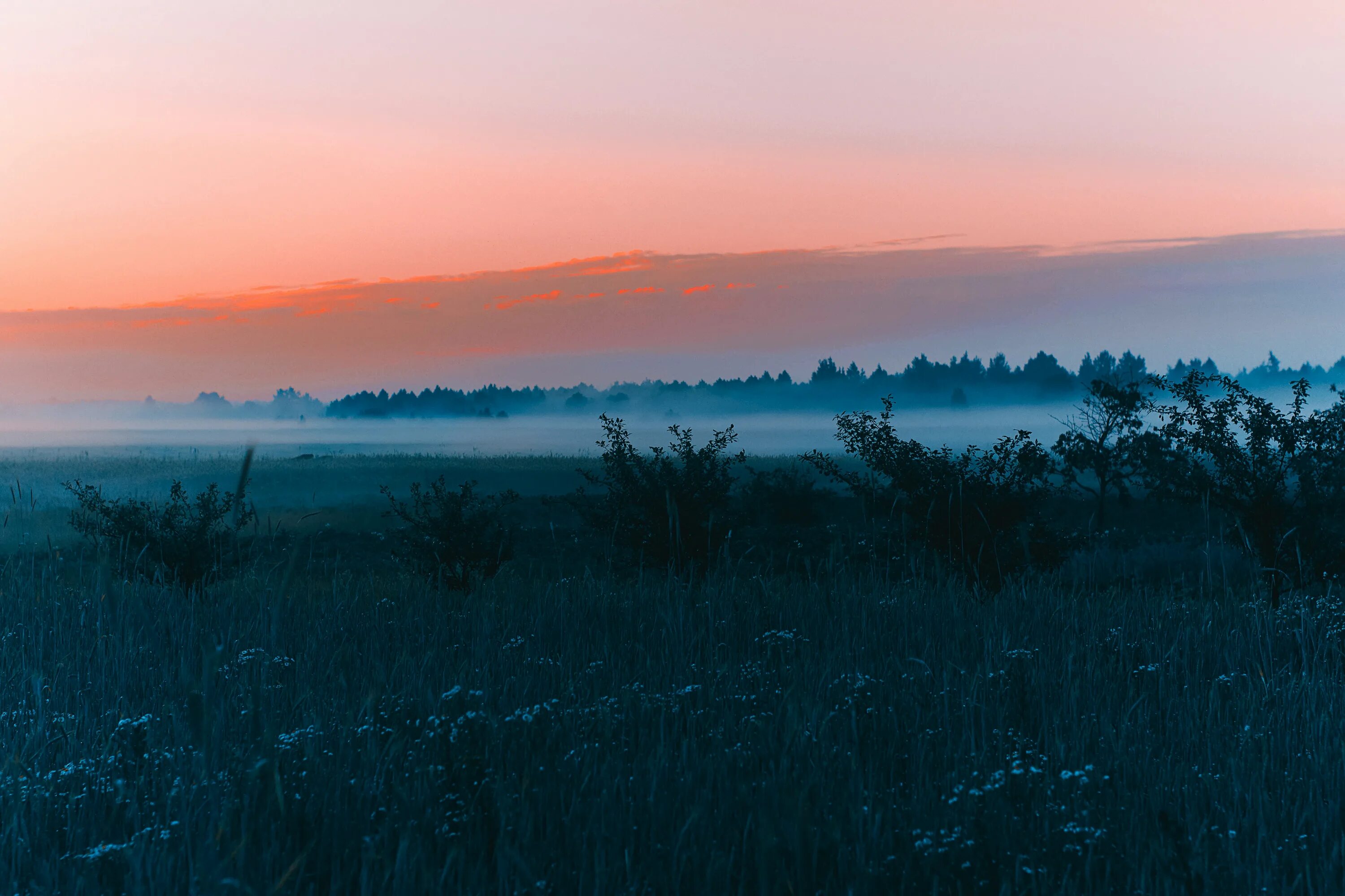 Раннее утро 4 буквы. Рассвет туман. Лес перед рассветом. Утро перед рассветом. Туман перед рассветом.