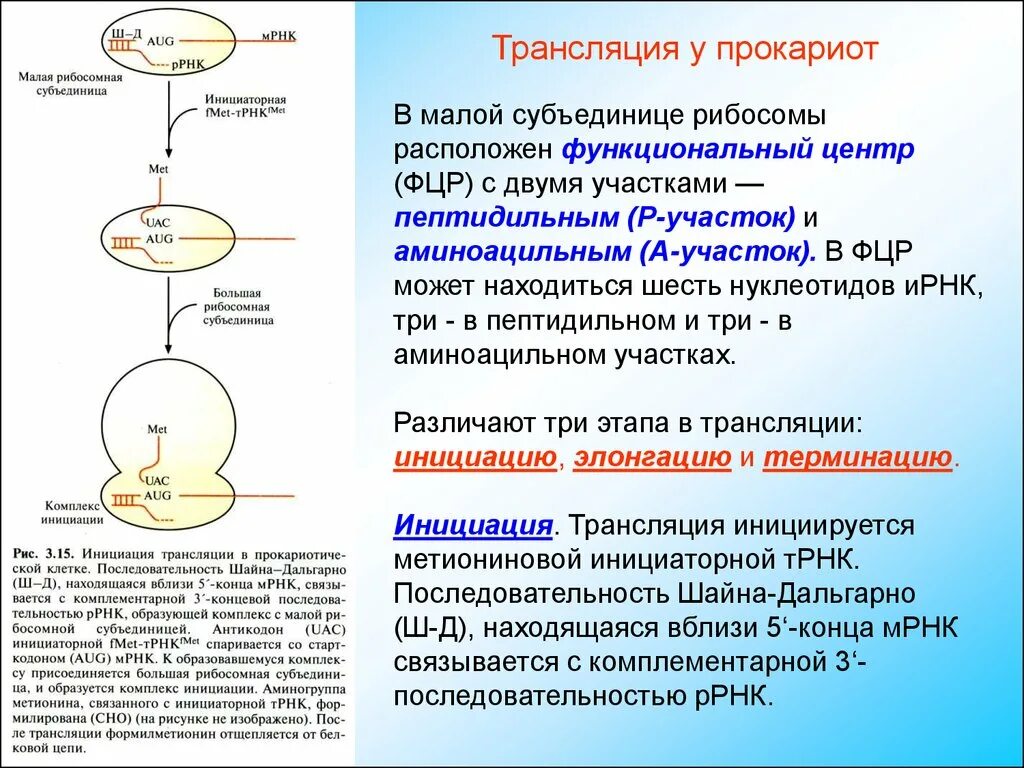 Инициация у прокариот. Инициация трансляции у прокариот. Терминация трансляции прокариот. Этапы трансляции у прокариот. Элонгация трансляции у прокариот.