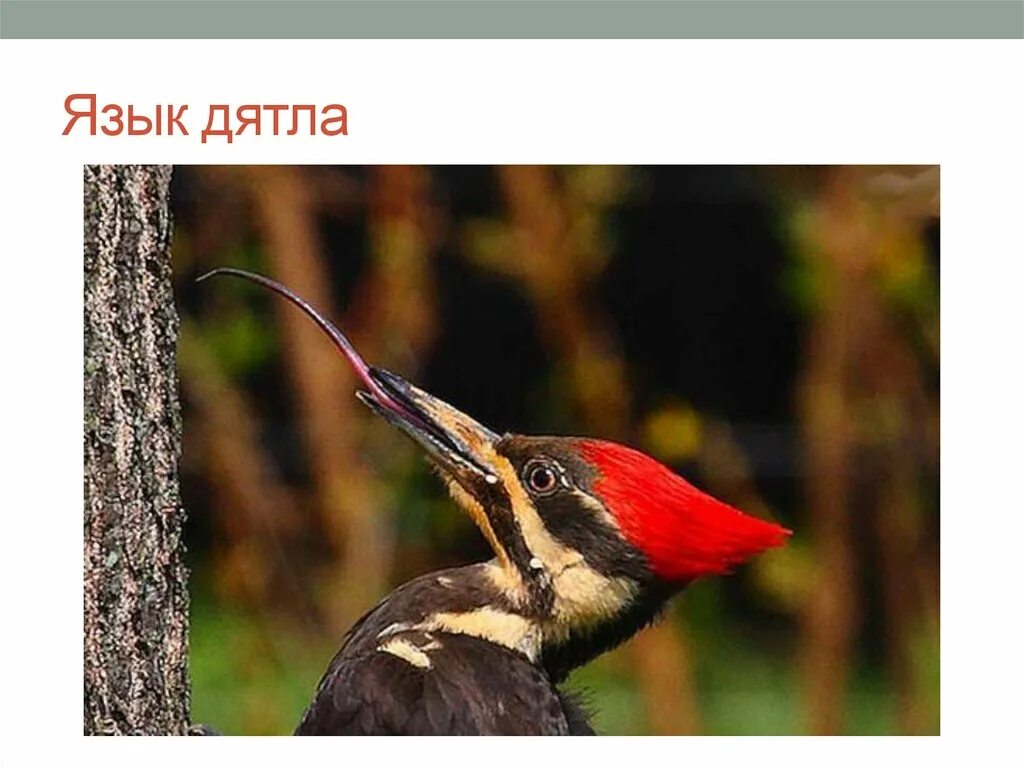 интересное про дятла для детей. дятел интересные факты для детей. интересные факты о б птицах. интересные факты о дятлах. интересные факты о дятлах.