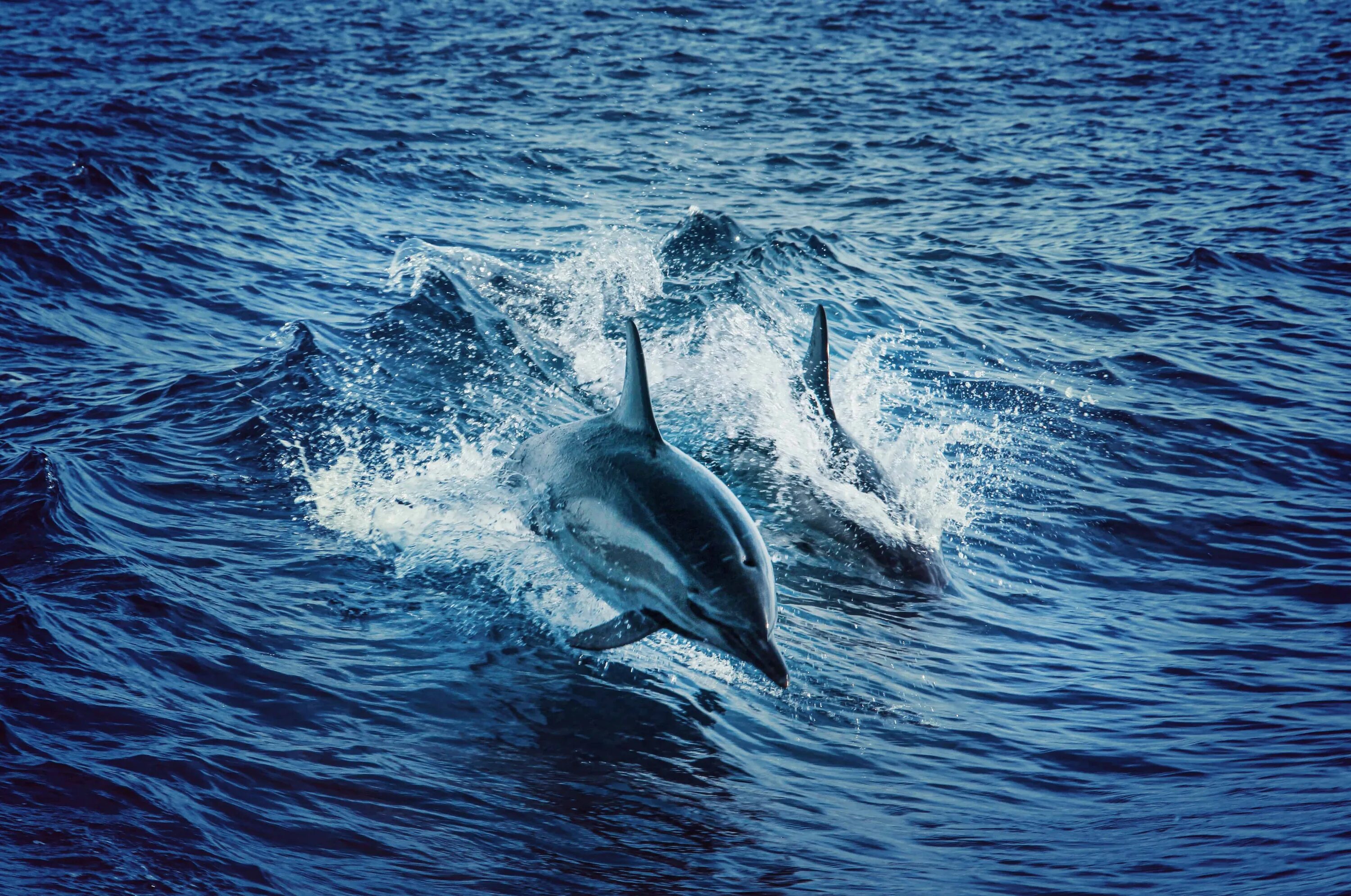 Слушать океан дельфин. Дельфины. Морской Дельфин. Дельфины в океане. Дельфины выпрыгивают из воды.