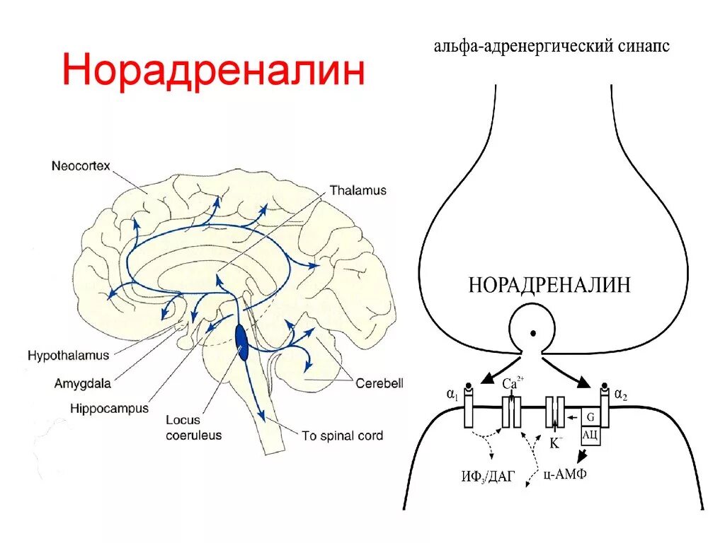 Функционирование синапса. Строение синапса структуры и функции. Этапы передачи сигнала в химическом синапсе. Механизмы передачи сигнала в синапсах. Функционирование синапса.