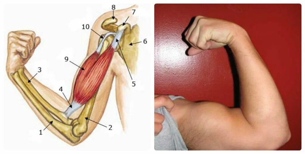 Мышцы сгибающие руку в локте. Biceps brachii мышца. сухожилие бицепса плеча анатомия. тендинит сухожилия двуглавой мышцы бицепса. сухожилия головки двуглавой мышцы плеча.