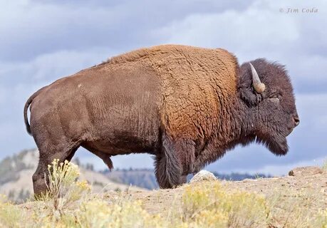 7. Американского бизона (Bison Bison). 