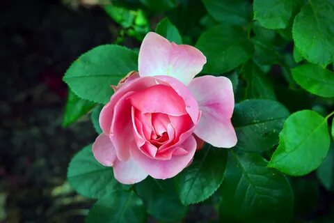 Rose blossom