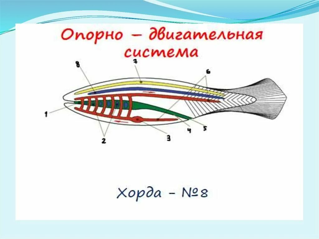 Внутренний скелет ланцетника представлен. Хорда ланцетника. эндостиль ланцетника. опорно двигательная система ланцетника. схема строения хордовых.
