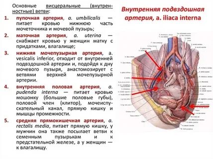 #схемы Подвздошные артерии, кровоснабжение нижних конечностей. 2021 ЦСиМН Тюменс