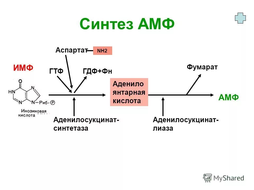 Переваривание нуклеопротеинов и нуклеиновых кислот в жкт