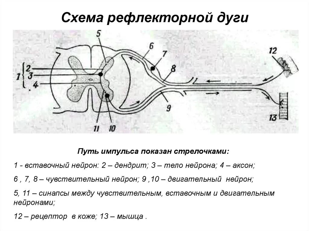 Изобразить схему рефлекторной дуги