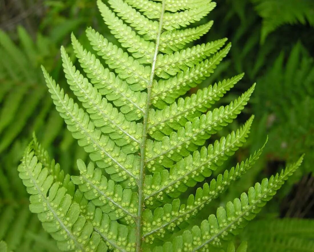 Щитовник мужской. Папоротник Щитовник. Щитовник мужской dryopteris filix-mas. Щитовник мужской / dryopteris filix-mas, с2. Dryopteris filix-mas(l.) Schott.