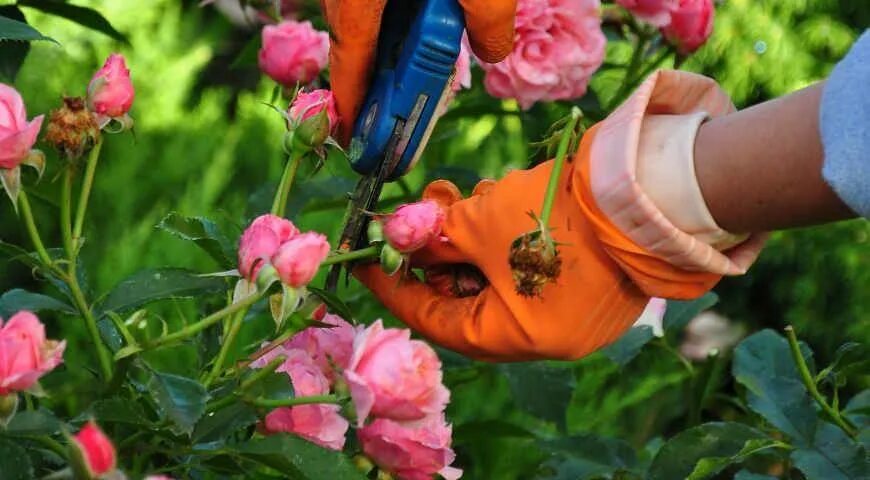 Срезанные цветы. Обрезать цветы. Срезка роз после цветения летом. Отцветшие бутоны роз. Обрезать бутоны роз
