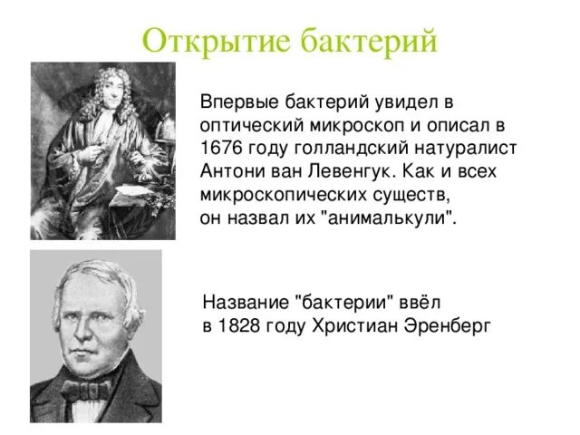 В каком году впервые. Кто первый открыл бактерии. Ученый открывший бактерии. Ученый который открыл микробы. Кем были открыты бактерии.