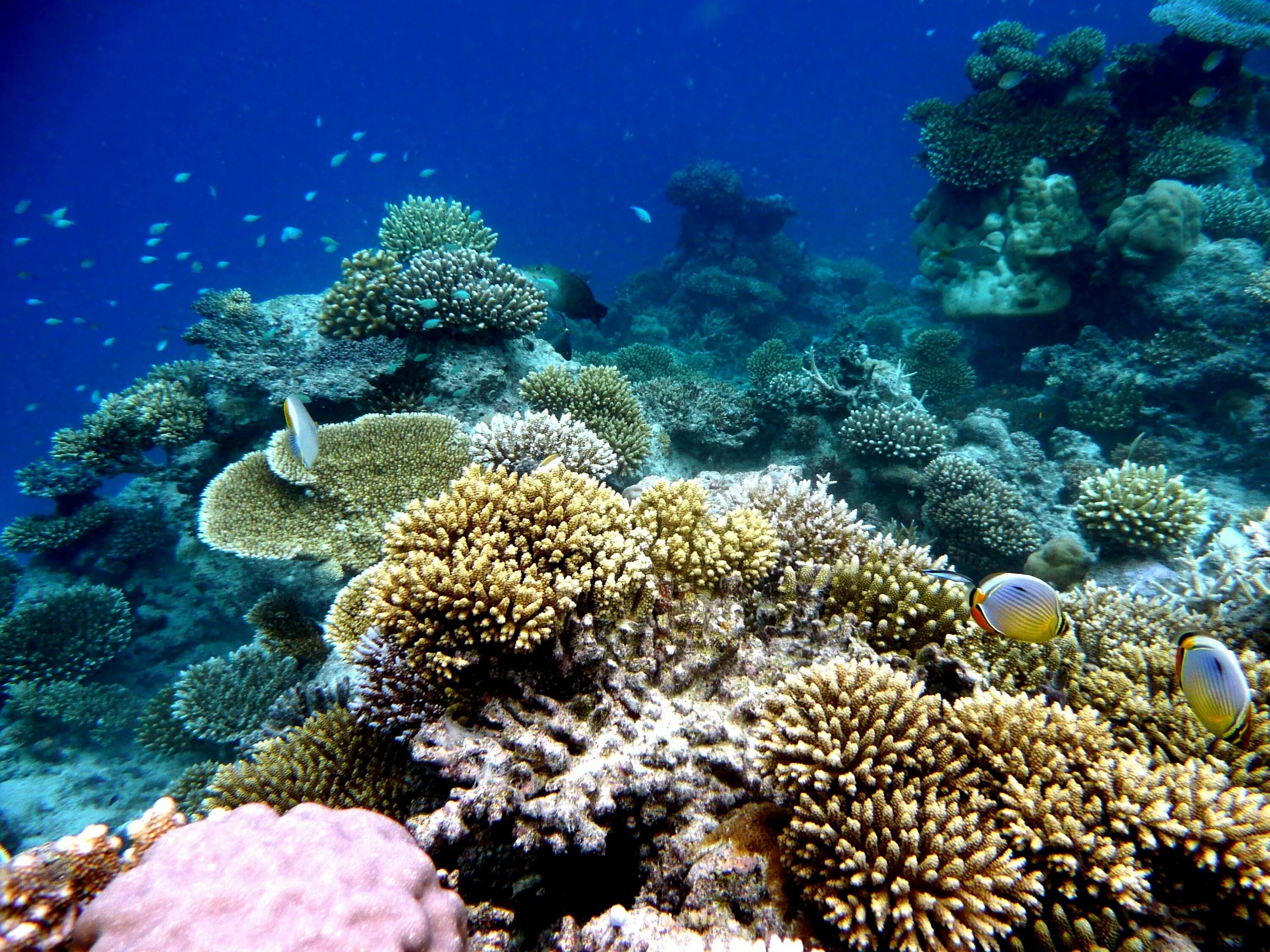 Коралловые рифы являются. Риф Туббатаха Филиппины. Коралловый риф Туббатаха. Барьерный риф Мальдивы. Коралловые рифы Монерон.