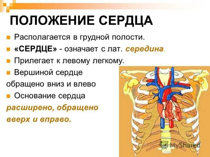Строение сердца. Внешнее и внутреннее строение сердца анатомия. Сердце положение строение. Строение сердца человека 8 класс кратко. Строение сердца с клапанами схема.