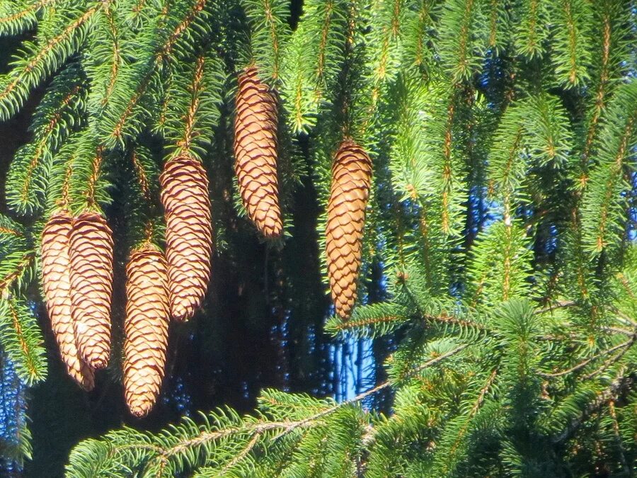 Ель европейская. Ель европейская Picea Abies. Ель обыкновенная (европейская) – Picea Abies. Ель европейская Pícea Ábies (l.) Karst.. Picea Abies шишки.