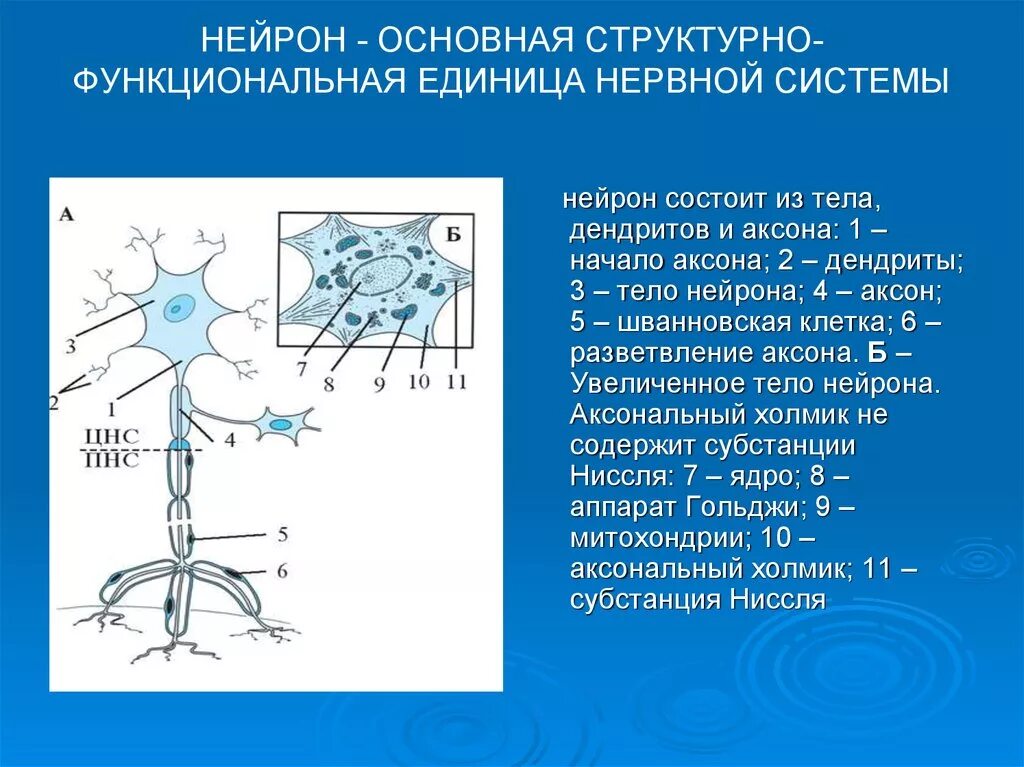 Основной структурной единицей нервной системы