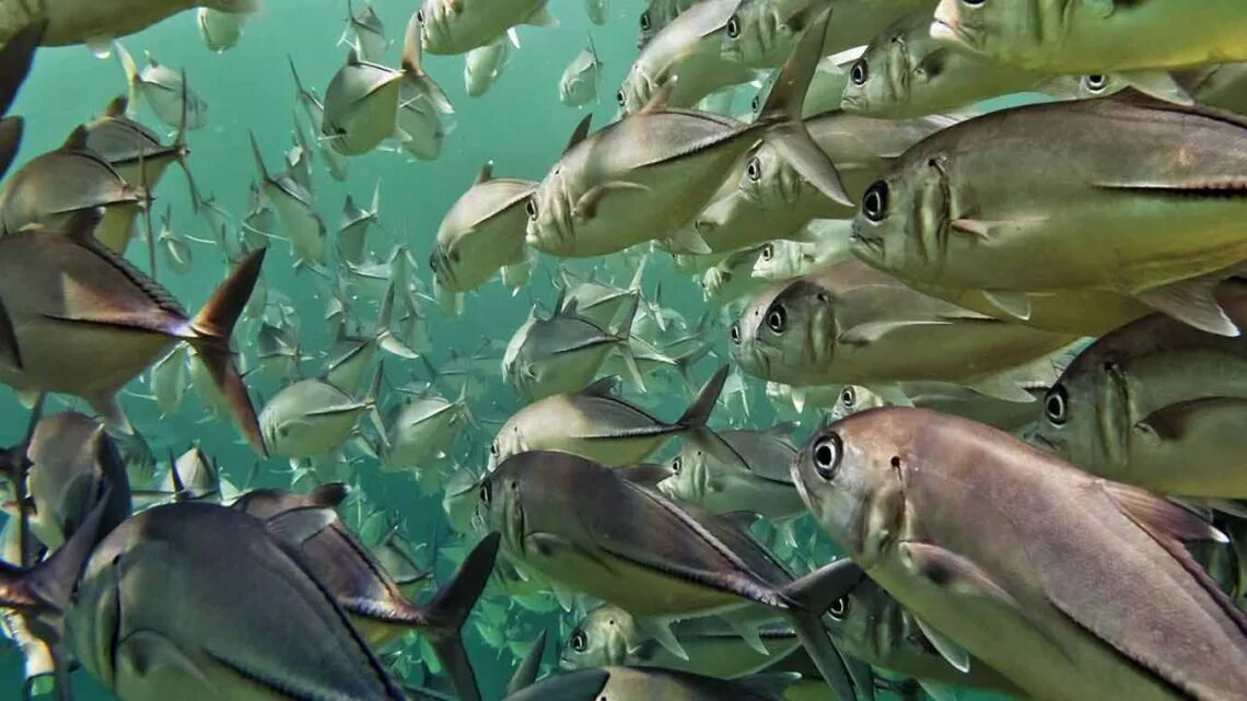 Биоресурсы мирового океана. Рыбы мирового океана. Биологические ресурсы рыбы. Загрязнение мирового океана. Рыбные ресурсы.