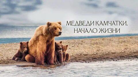 Медведи камчатки начало жизни 2018