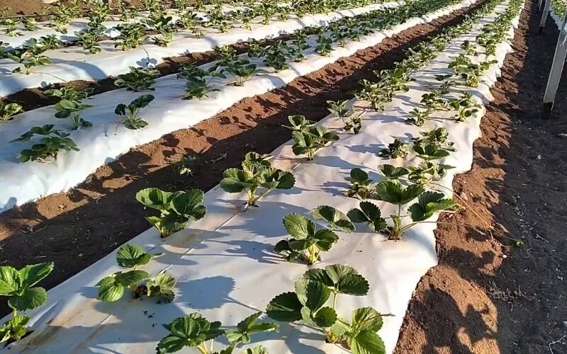 Можно ли сажать клубнику разных сортов. Клубника Альбион куст. Клубника Альбион рассада. Клубника Альбион в теплице. Клубника сорт Альбион в теплице.