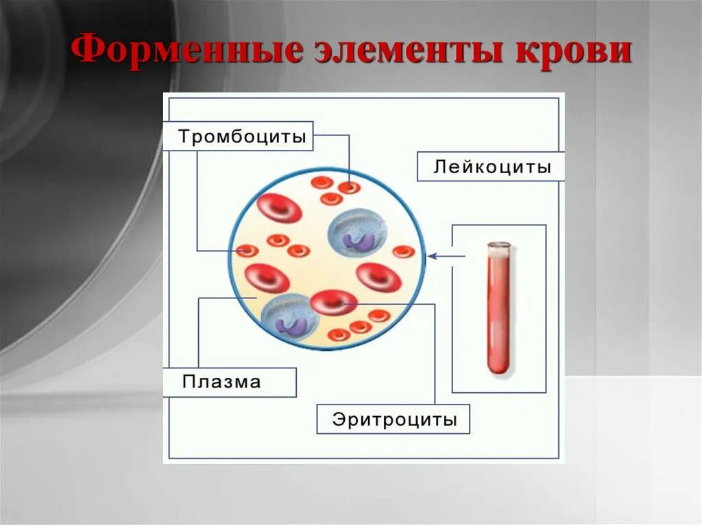 Плазма эритроциты лейкоциты тромбоциты. Кровь эритроциты лейкоциты тромбоциты. плазма крови лейкоциты тромбоциты эритроциты. элемент крови.