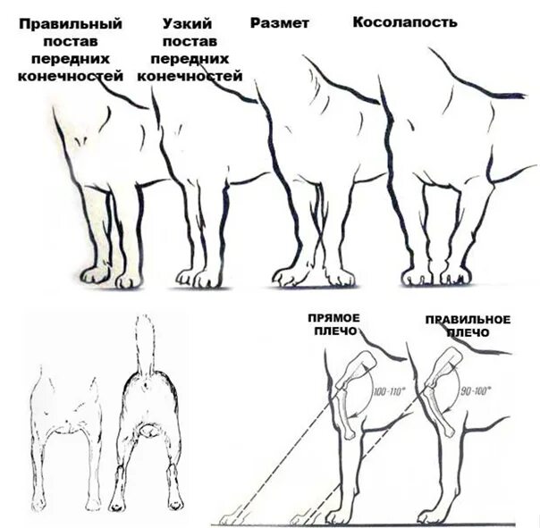 Как выглядят конечности у собаки Укус змеи опасен для собаки! Ветеринарная клиника "Ветус" Дзен
