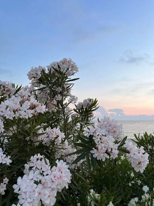 Братья близнецы из алисы в стране чудес. Алисуля. Труляля и траляля алиса в стране чудес. Алиса алимова. Труляля и траляля алиса в стране чудес.