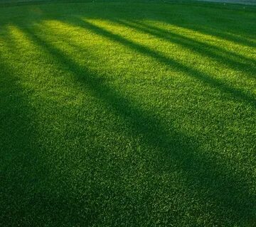 Green фото