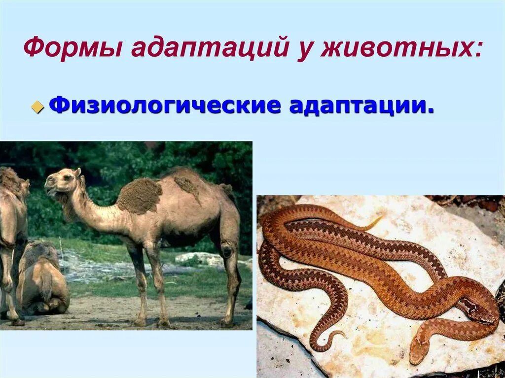 Адаптация животных. Физиологические адаптации животных. приспособления животных. физиологические приспособления животных.