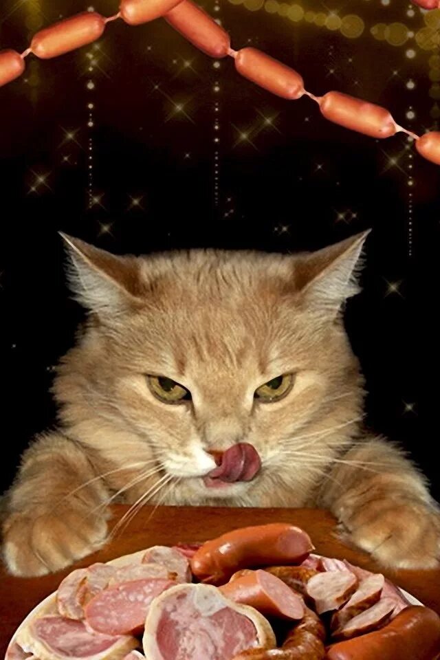 колбаса для кошек. можно ли кошкам сосиски. кот бутерброд. колбаса для кошек. котенок с сосиской.