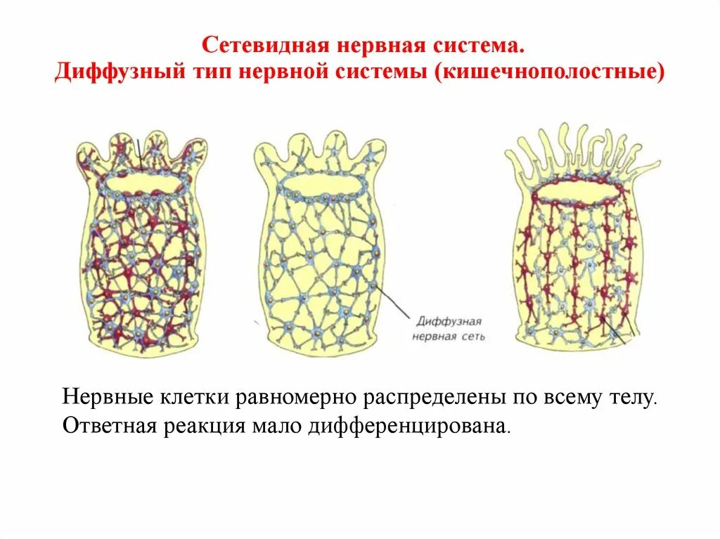 Диффузная строение. Тип Кишечнополостные нервная система. Диффузная нервная система кишечнополостных. Сетевидная нервная система схема. Сетчатая нервная система у кишечнополостных.