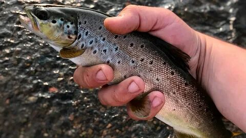 Форель водится в реке