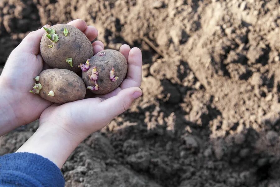 Можно ли при посадке картофеля. Посадка картофеля. сажание картошки. сев картофеля. сажать картошку.