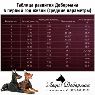 Щенки в 2 месяца размер