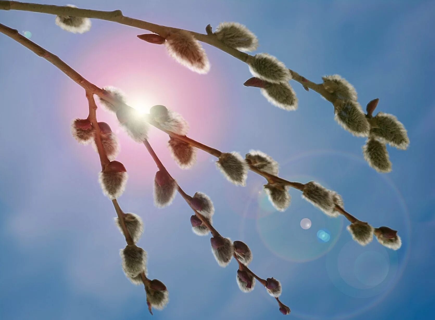 Звёзды как вербочки распухают в прозрачных облаках на воде дрожит. На воде дрожит золотая сеть солнечных зайчиков падеж. Звёзды как вербочки распухают в прозрачных. Звезды как вербочки распухают в прозрачных облаках. Весенний солнцеворот, вербоносица.