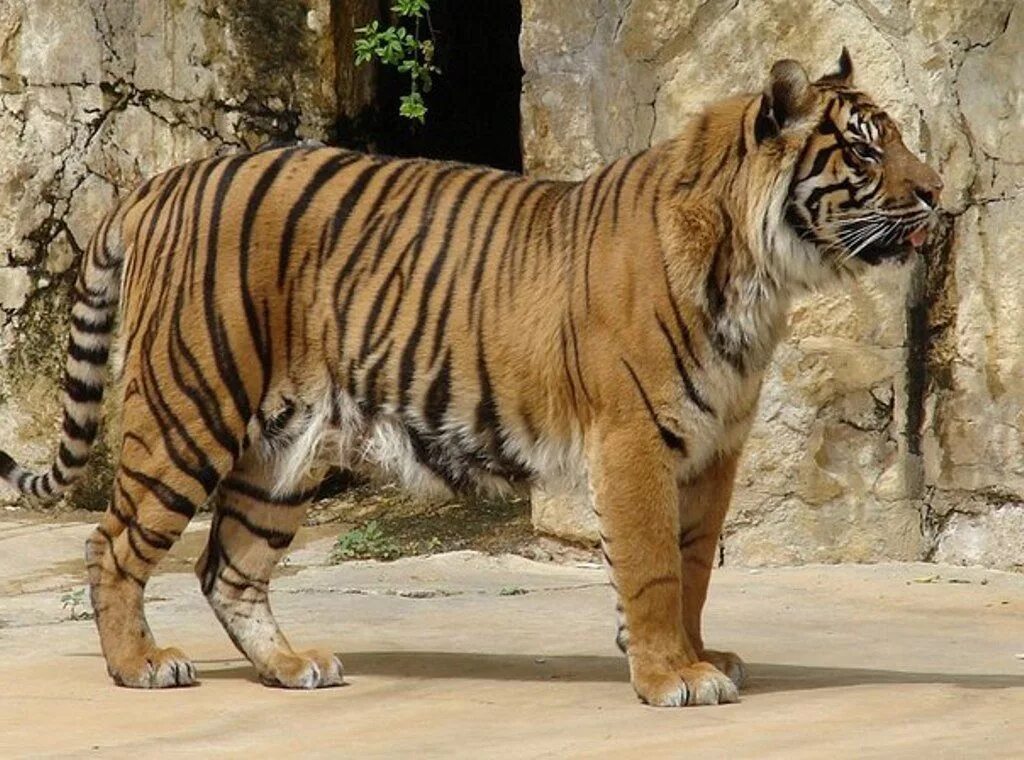 Суматра тигр. Тигр Panthera Tigris. Бенгальский длиннопенисный тигр. Суматранский тигр и Амурский. Бенгальский тигр подвид тигра