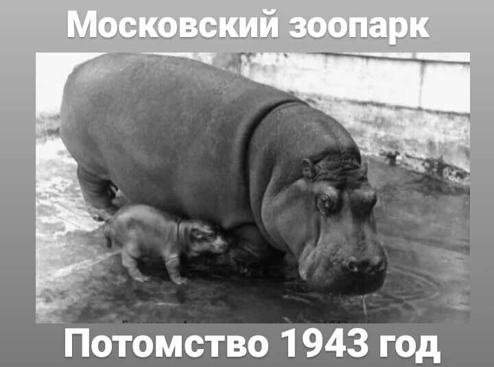 Старые бегемотики