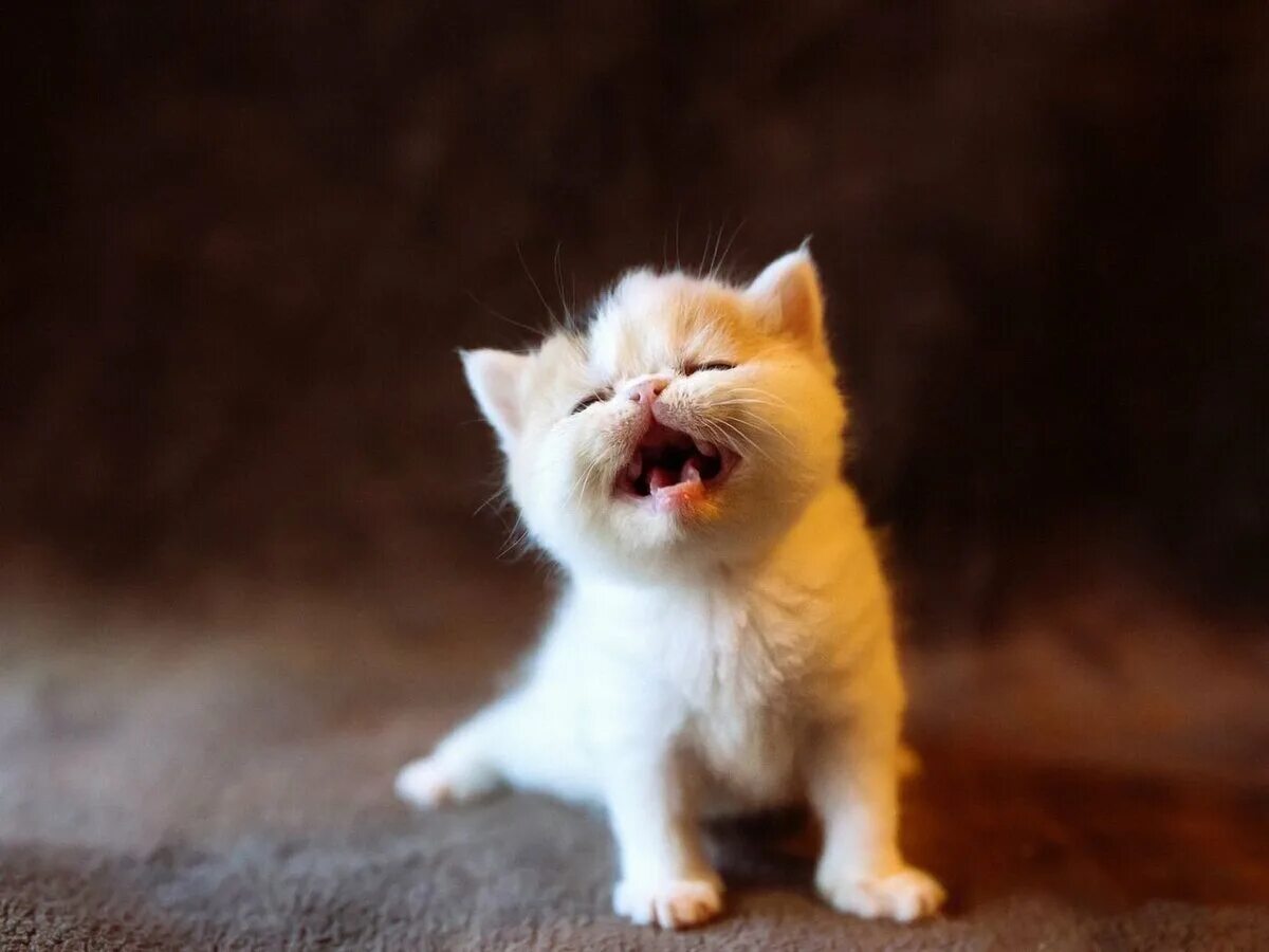 Зовущее мяуканье зовущие котят. Маленькие котики. маленький котенок. котенок мяукает. маленькие котята мяукают.