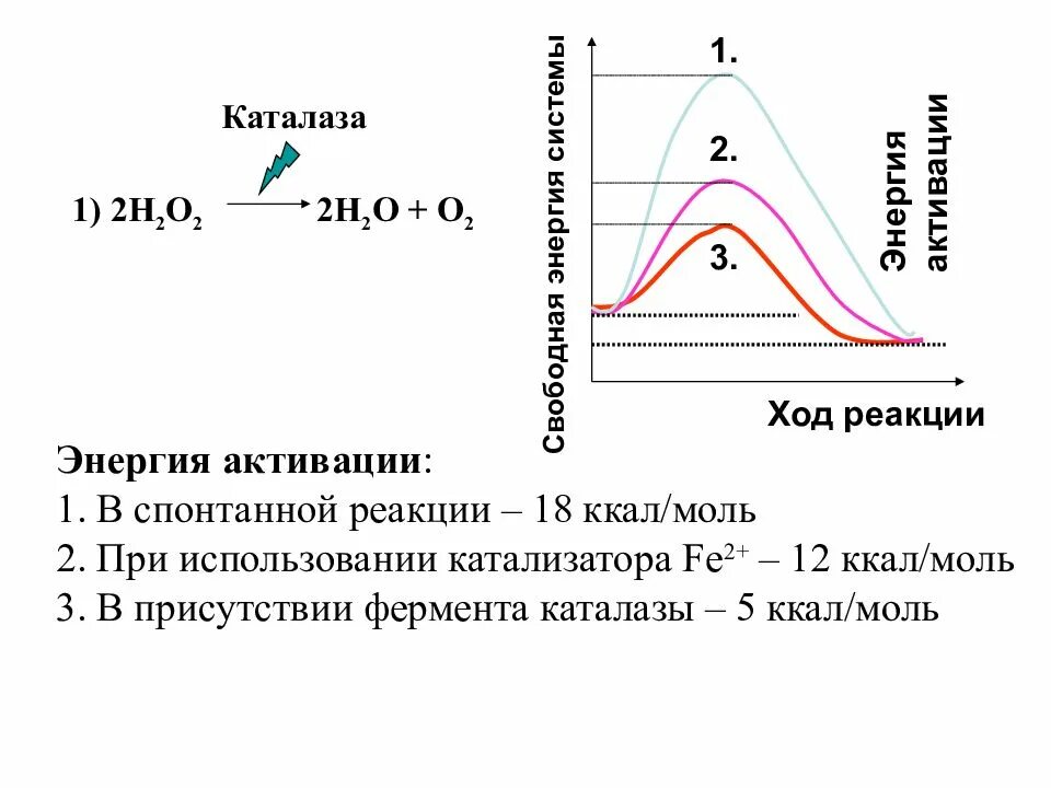 Реакция активации снижена. Энергия активации реакции. Энергия активации ферментов график. Энергия активации реакции катализатора. Энергия активации ферментов биохимия.