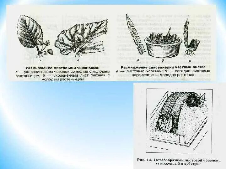 Способ вегетативного размножения листовыми черенками. Бегония способ размножения. Бегония рекс грифон. Бегония размножается листовыми черенками?. Бегония вечноцветущая ампельная.