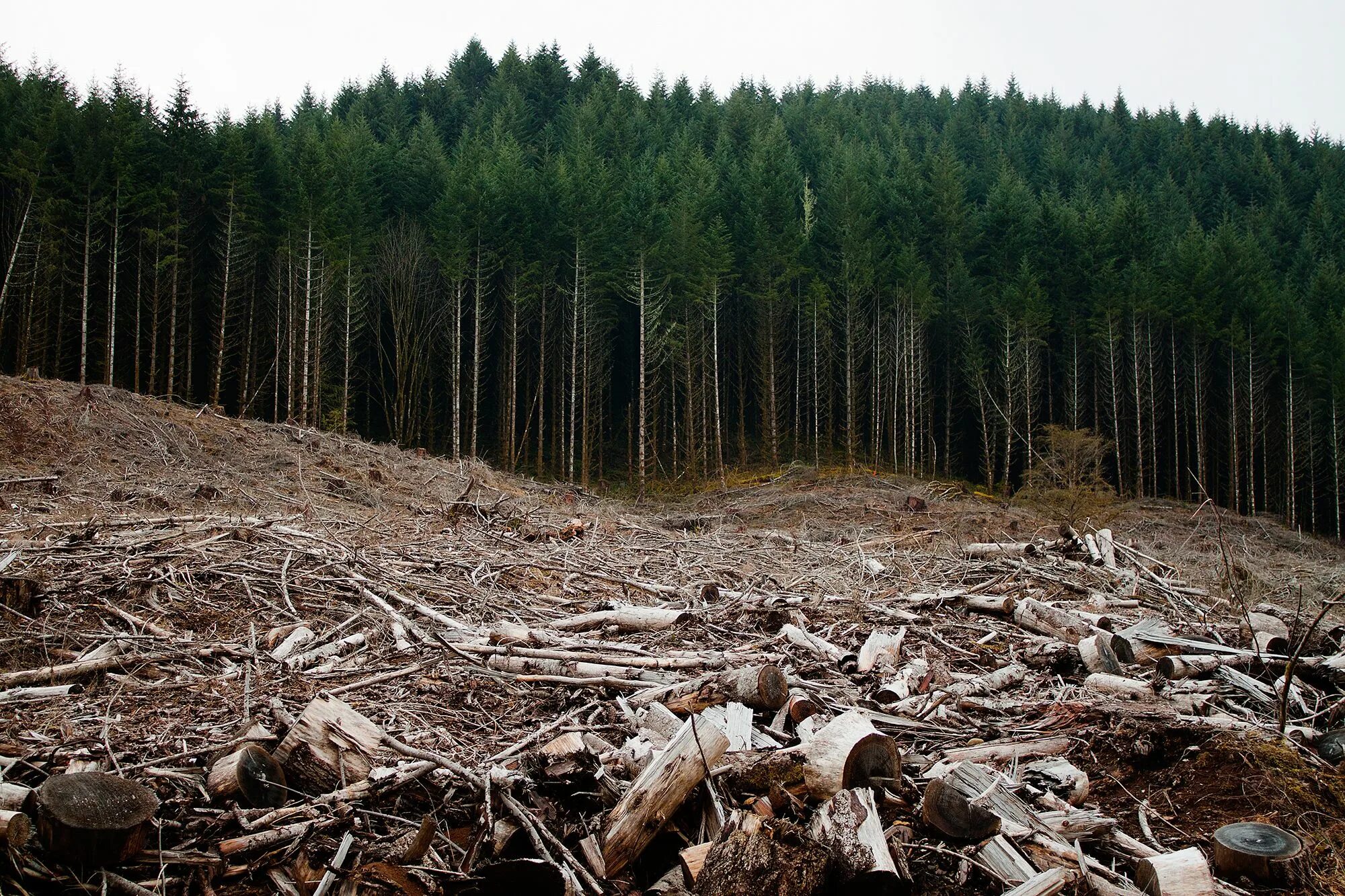 Cut down forest. Вырубка лесов. Истребление лесов. Вырубленный лес. Уничтожение леса.