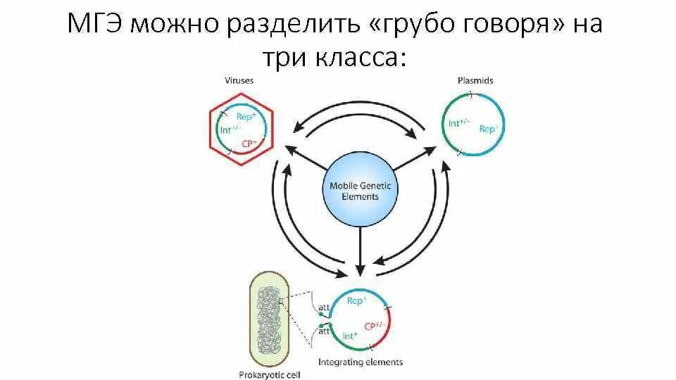 Перемещаться мобильно. Мобильные генетические элементы эукариот. Мобильные элементы генома. Мобильные генетические элементы классификация. Мобильные генетические элементы их роль.