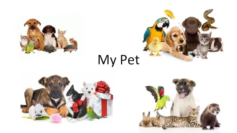 Проекты на тему my Pet. Проект по английскому my Pet. Проект my Pet 5 класс. Проект мой питомец 2 класс английский язык.
