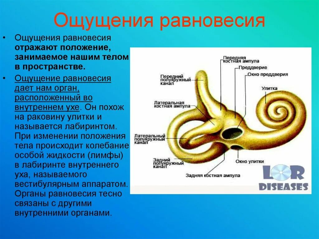 Ощущение равновесие. Орган равновесия полукружные каналы. Ощущение равновесия. Орган равновесия внутреннего уха. Орган равновесия у человека.