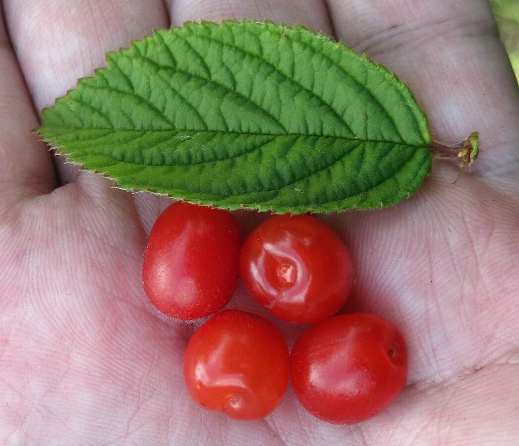 Вишня войлочная (Cerasus tomentosa. Вишня войлочная томентоза. Войлочная вишня листва. Войлочная вишня ягоды.