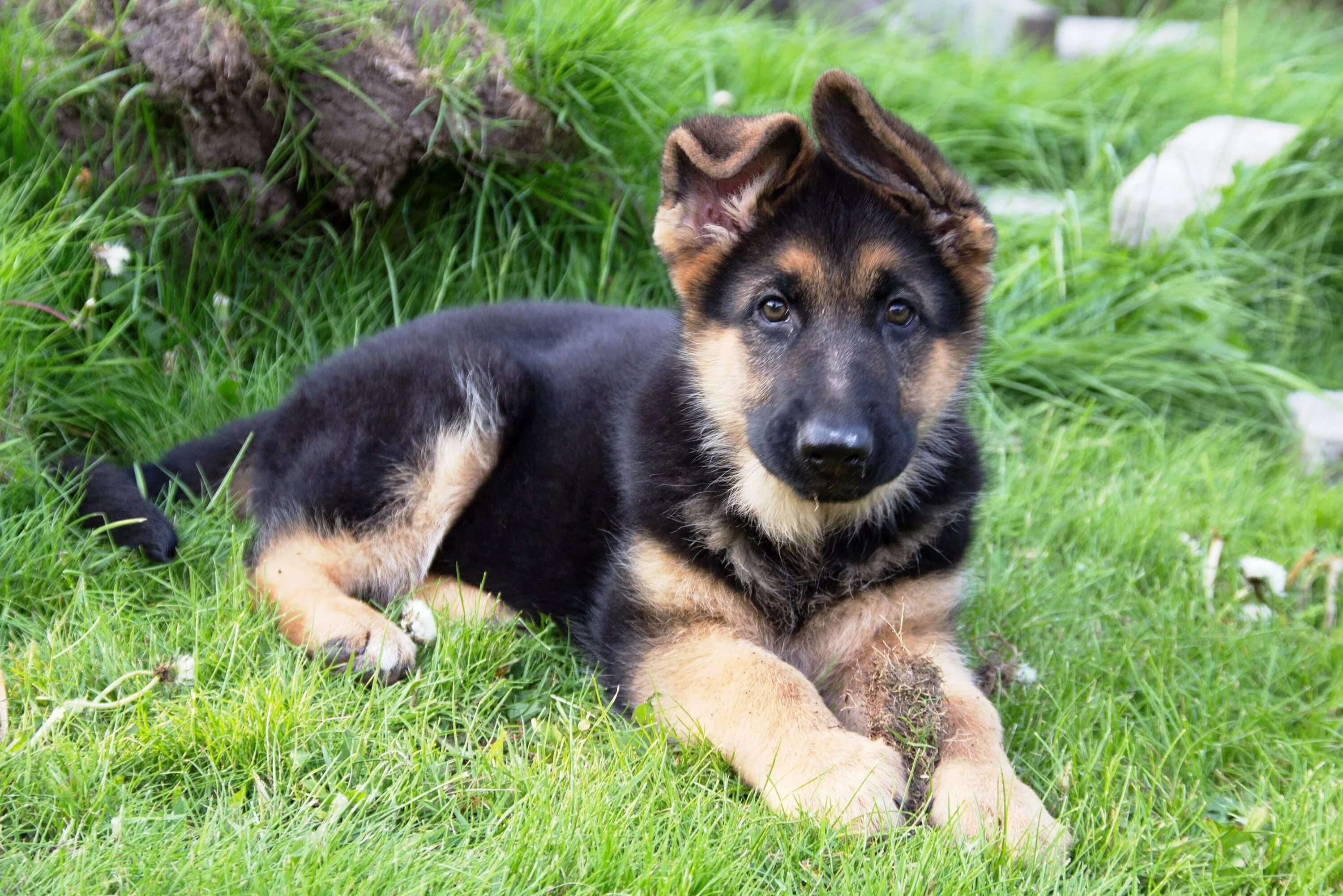 Щенки немецкой в добрые. Баварская овчарка Shepherd. German Shepherd немецкая овчарка. Чепрачная немецкая овчарка. Собака немецкая овчарка чепрачная.