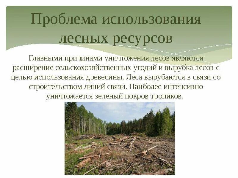 Проблемы лесных ресурсов в России. Проблемы рационального использования лесных ресурсов. Рациональное использование лесов. Пути решения проблем использования лесных ресурсов.