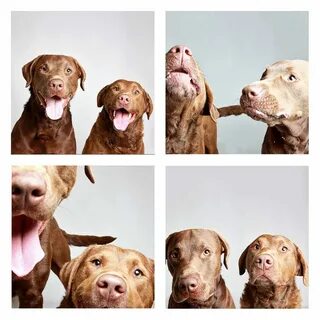 Сфотографируйте собак геншин