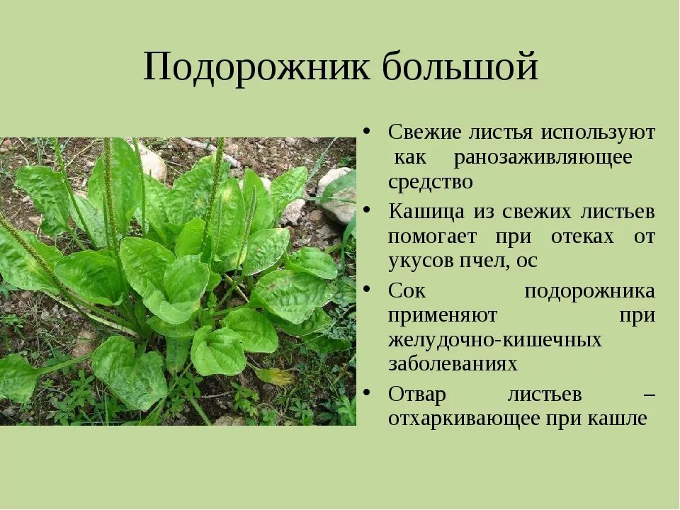 Как сделать подорожник. Подорожник. Подорожник лекарственное растение. Подорожник большой. Лекарственные растения Смоленщины.