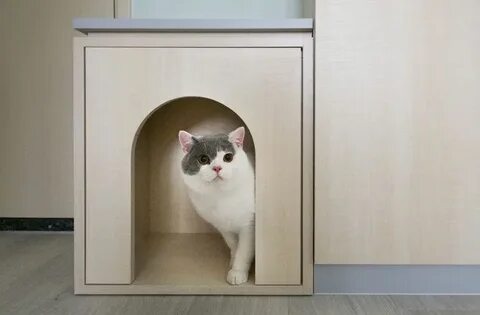 Лучшие кошки для квартиры